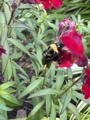 Bombus auricomus