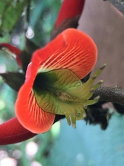 Erythrina breviflora