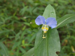 Commelina communis communis