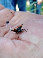 Gasteracantha cancriformis