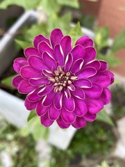 Zinnia elegans