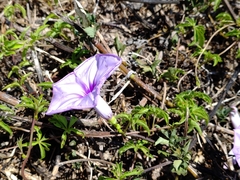 Ipomoea cairica