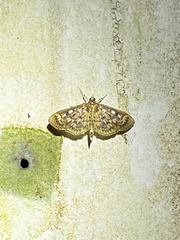 Herpetogramma thestealis