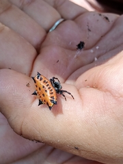 Gasteracantha cancriformis