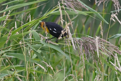 Xanthocephalus xanthocephalus