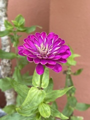 Zinnia elegans