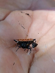 Gasteracantha cancriformis