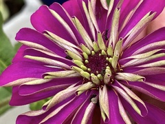 Zinnia elegans