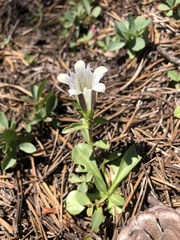Gentiana newberryi