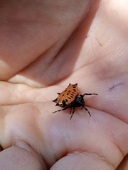Gasteracantha cancriformis