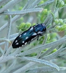 Agrilus walsinghami