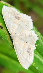 Scopula limboundata
