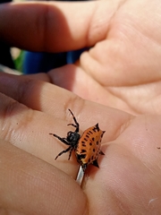 Gasteracantha cancriformis