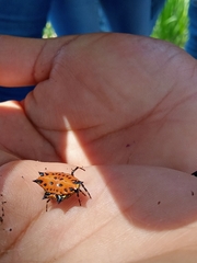 Gasteracantha cancriformis