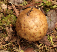 Amphibolips quercusinanis