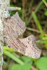 Polygonia progne