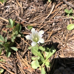 Gentiana newberryi