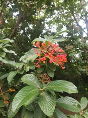Viburnum sieboldii