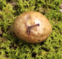 Amphibolips quercusinanis