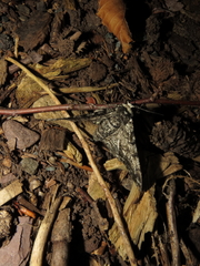 Biston betularia