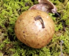 Amphibolips quercusinanis