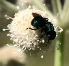 Chrysididae