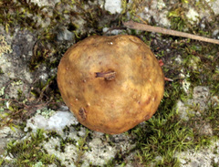 Amphibolips quercusinanis