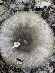 Agaricus deardorffensis