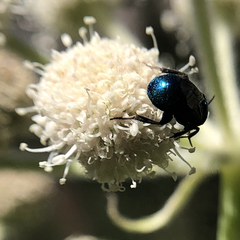 Chrysididae