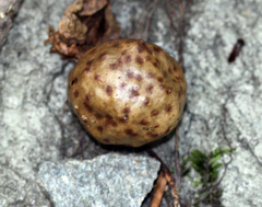 Amphibolips quercusinanis