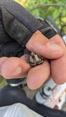 Neotibicen canicularis