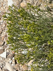 Chrysothamnus viscidiflorus