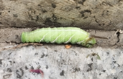 Sphingidae