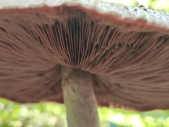 Agaricus deardorffensis