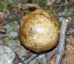 Amphibolips quercusinanis