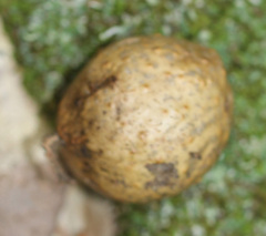 Amphibolips quercusinanis