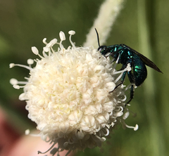 Chrysididae