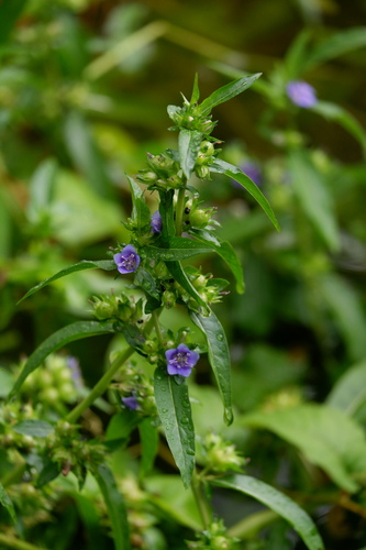 Oneflower false fiddleleaf (Hydrolea uniflora)