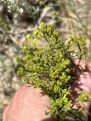 Chrysothamnus viscidiflorus