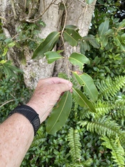 Syzygium cumini