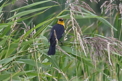 Xanthocephalus xanthocephalus