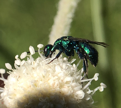Chrysididae