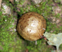 Amphibolips quercusinanis