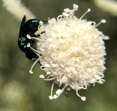 Chrysididae