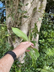 Syzygium cumini