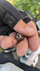 Neotibicen canicularis