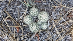 Escobaria missouriensis