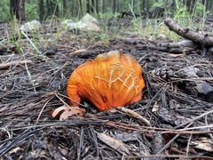 Hypomyces lactifluorum