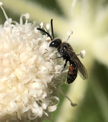 Sphecodes