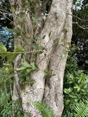 Syzygium cumini